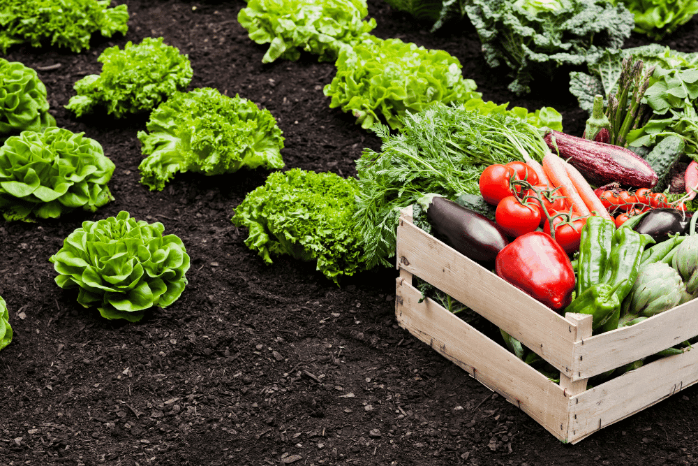 Agricultural Packaging